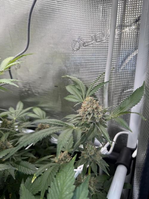 Afghani Gold. Week 23