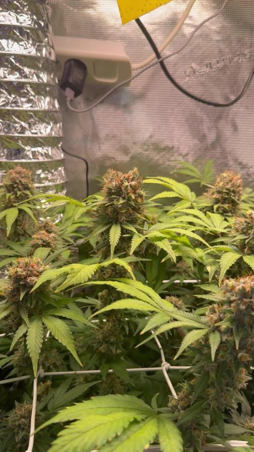 Gelato