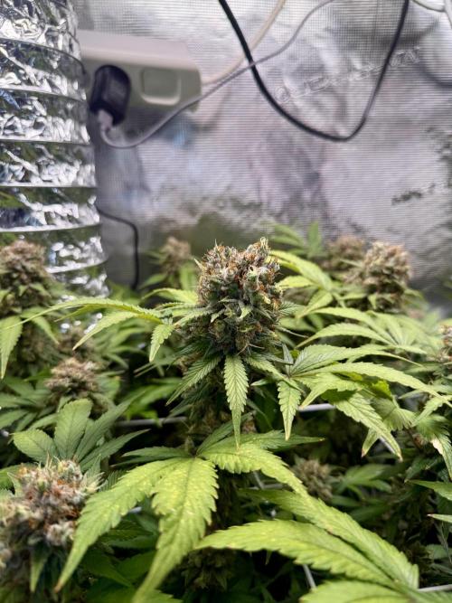 Gelato. Week 23