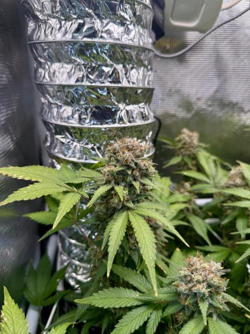 Gelato. Week 23