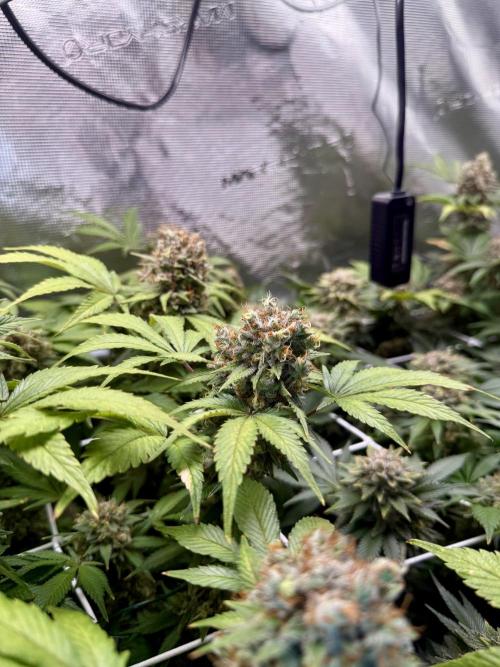 Gelato. Week 23