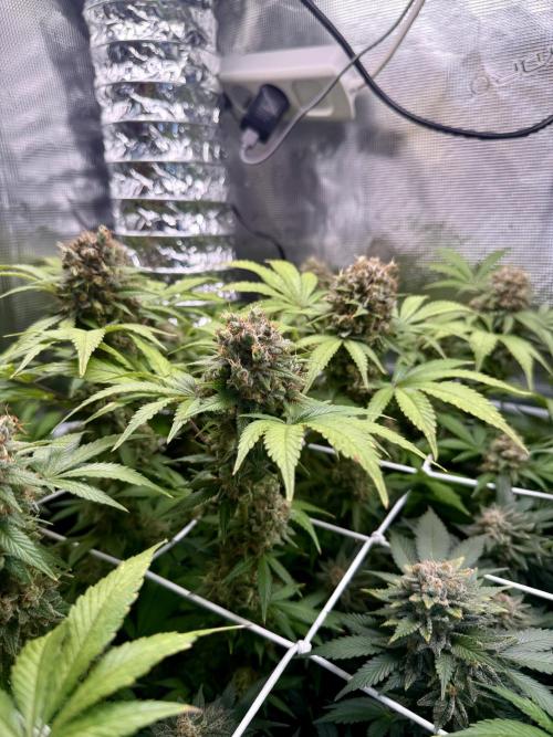 Gelato. Week 23