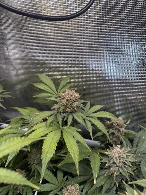 Gelato. Week 23