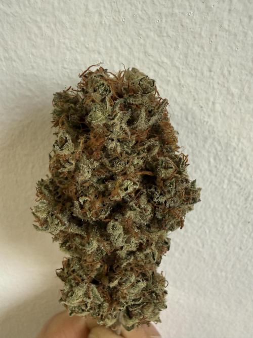 Gelato. Week 24