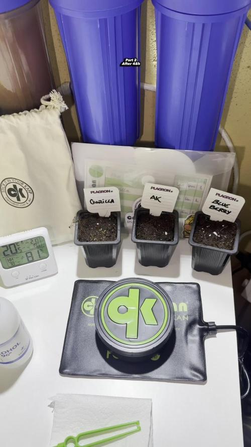 AK-Spliff Seeds