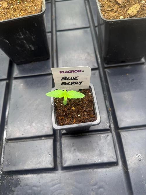 Blue Berry. Week 1
