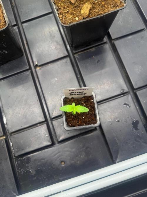 Blue Berry. Week 1