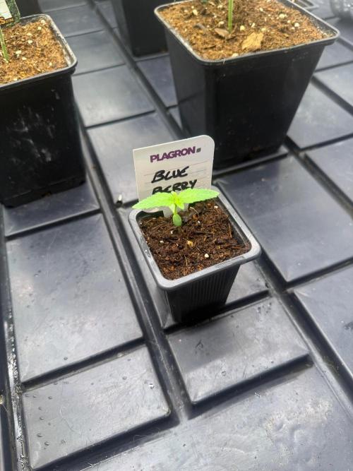 Blue Berry. Week 1