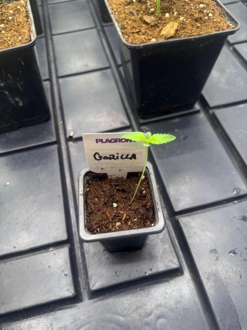 Gorilla. Week 1