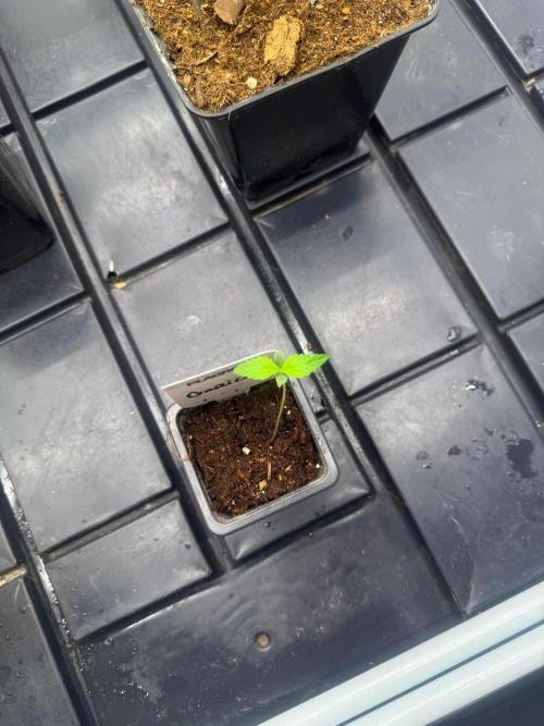 Gorilla. Week 1