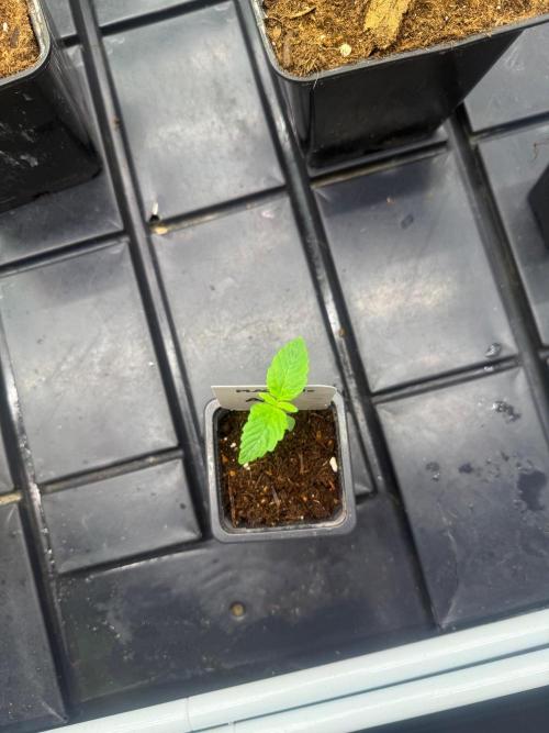 AK-Spliff Seeds. Week 1