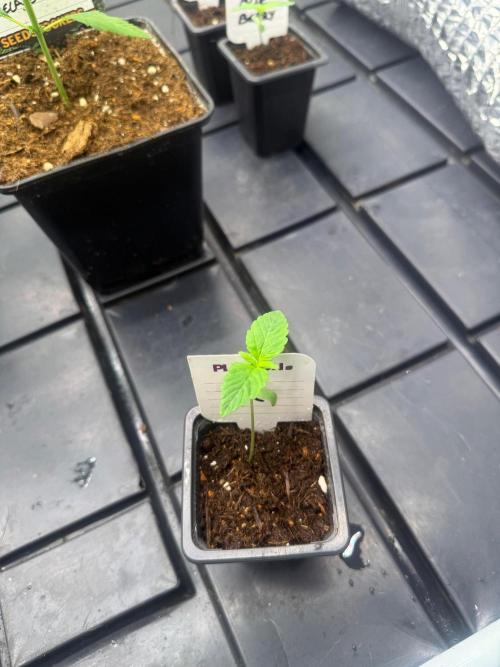 AK-Spliff Seeds. Week 1