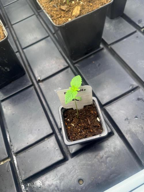 AK-Spliff Seeds. Week 1