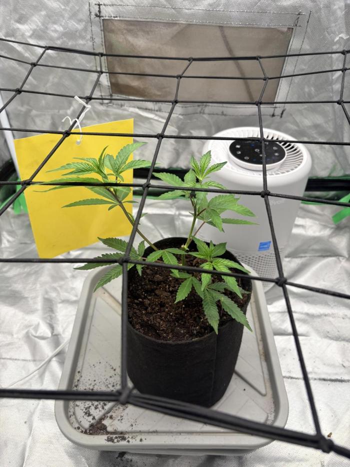 Glitter Bomb. Week 0