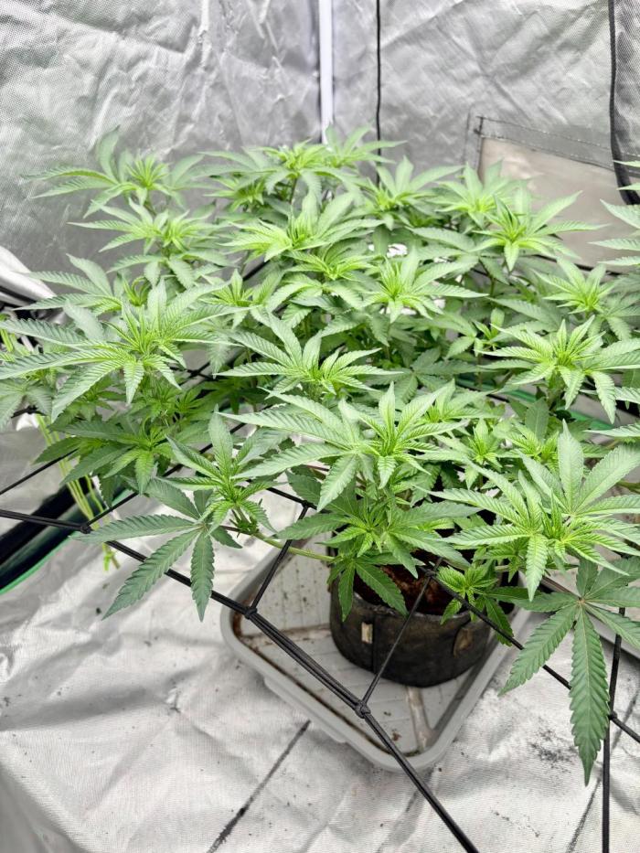 Glitter Bomb. Week 4 - Day before the flip to flower