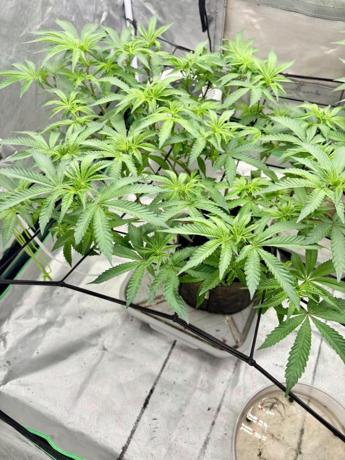 Glitter Bomb. Week 6