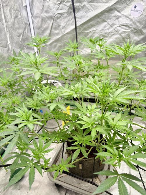 Glitter Bomb. Week 7