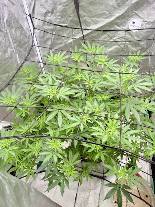 Glitter Bomb. Week 8