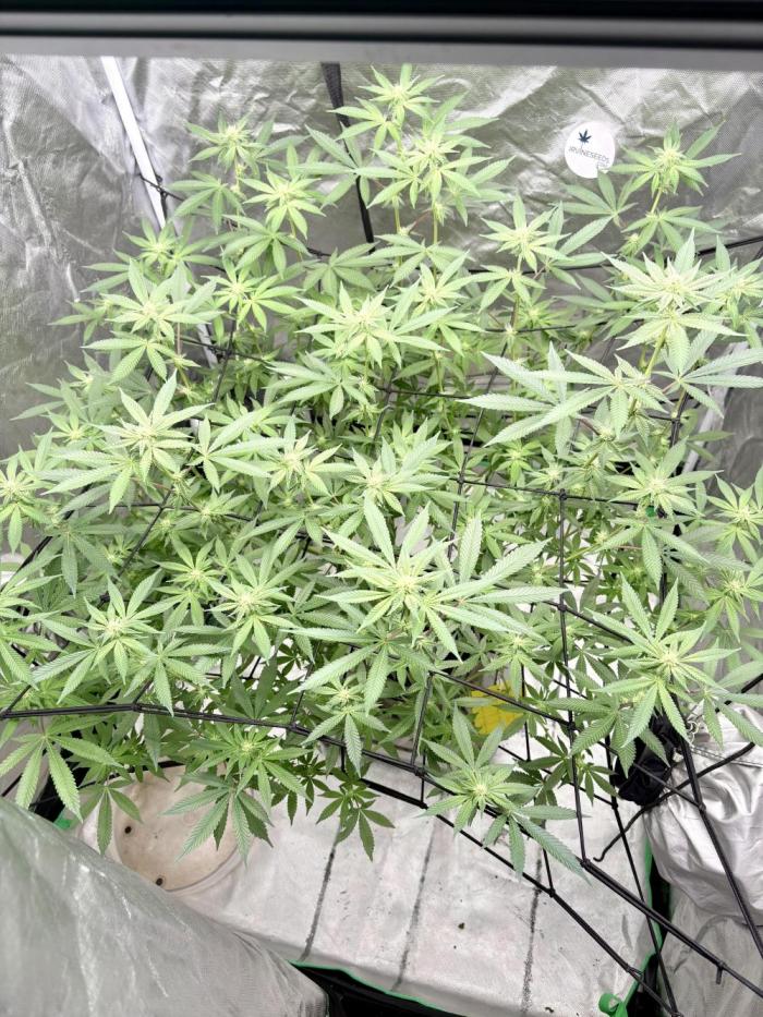Glitter Bomb. Week 9 - Looking good!! 