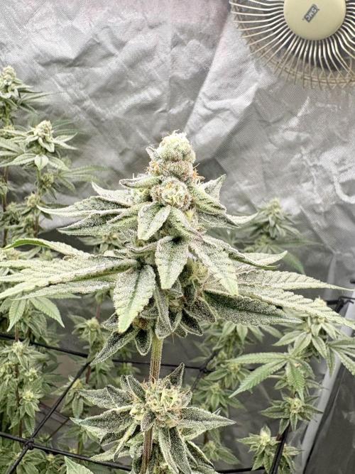 Glitter Bomb. Week 10