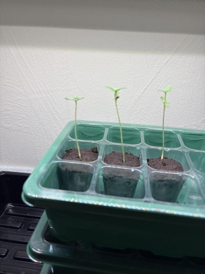 Strawberry Goji. Week 0 - Strawberry Goji 
Goji OG x Strawberry Milk
Bodhi Seeds