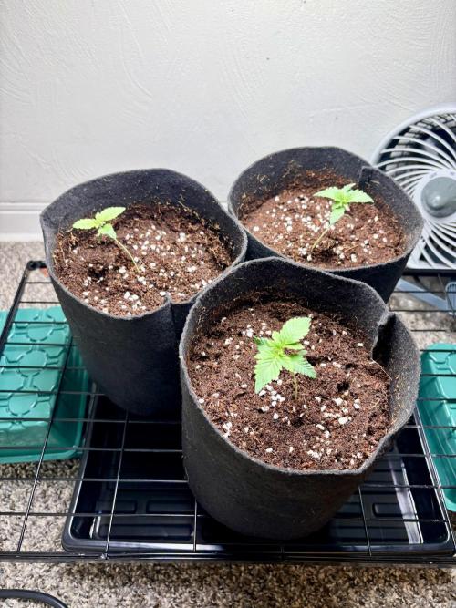 Strawberry Goji. Week 2 - Transplanted into 1 gallon pots
