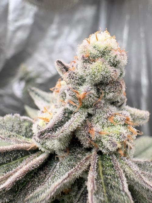 Glitter Bomb. Week 11 - 🔥🔥