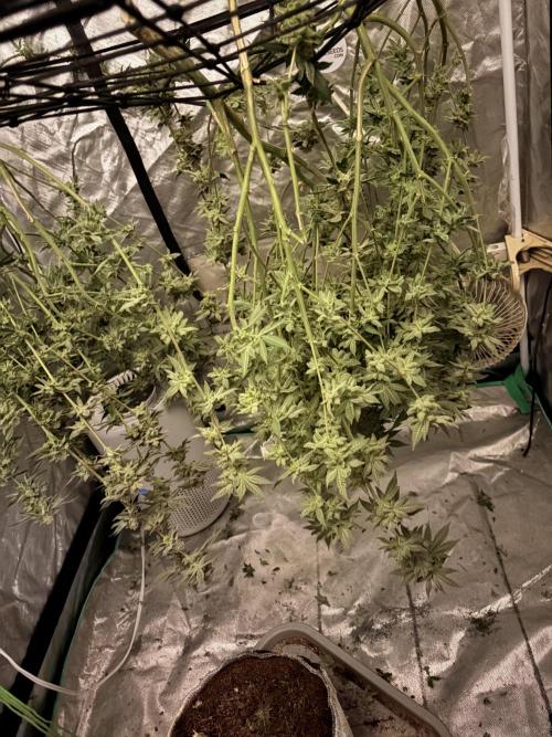 Glitter Bomb. Week 12