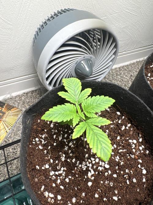 Strawberry Goji. Week 3 - #1 looks good, little discoloration but that’s easy fix