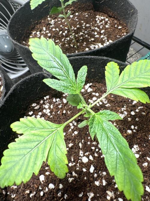 Strawberry Goji. Week 3 - This one I killed and I’m popping another seed, idk what happened—#2