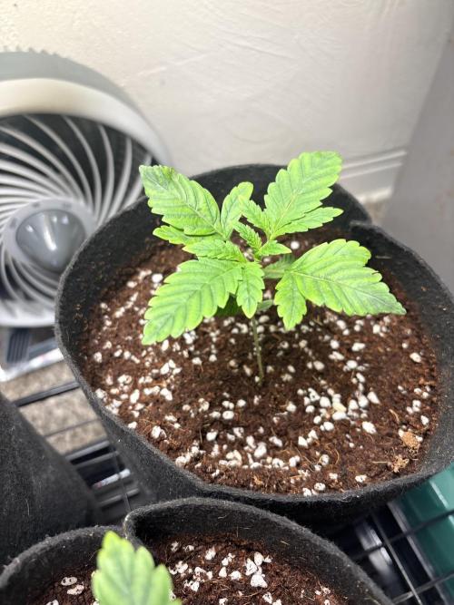 Strawberry Goji. Week 3 - #3 looks really similar to #1