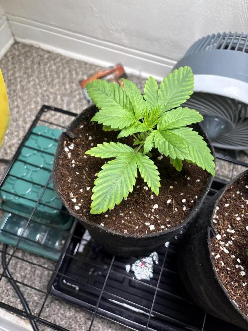 Strawberry Goji. Week 4 - #3 looks the best so far