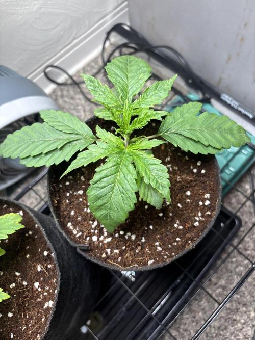 Strawberry Goji. Week 4