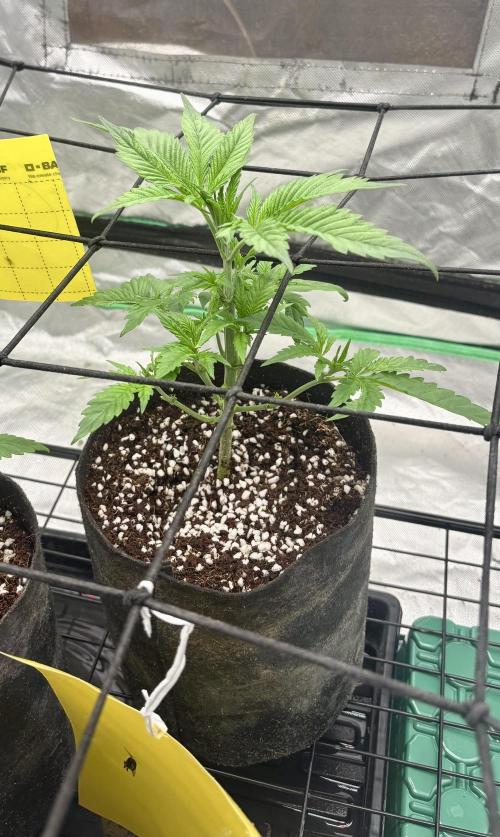 Strawberry Goji. Week 5 - #2 before topping, and defoliating 