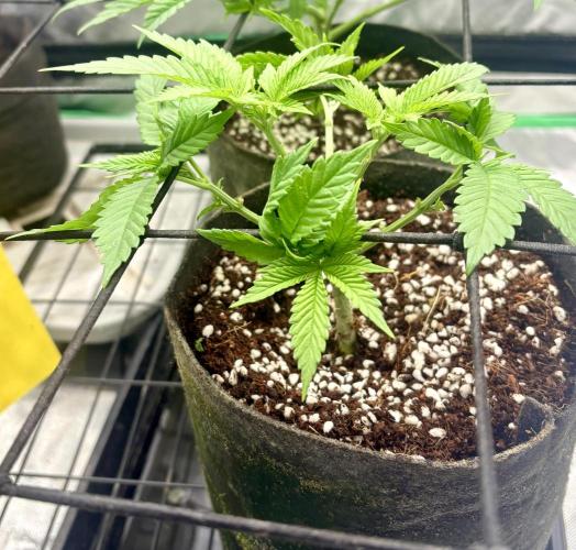 Strawberry Goji. Week 5 - #3 all SCROG out 