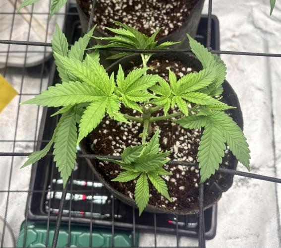 Strawberry Goji. Week 5 - #3