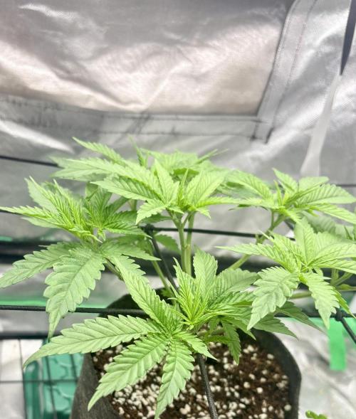 Strawberry Goji. Week 5 - #2 is the best looking for sure