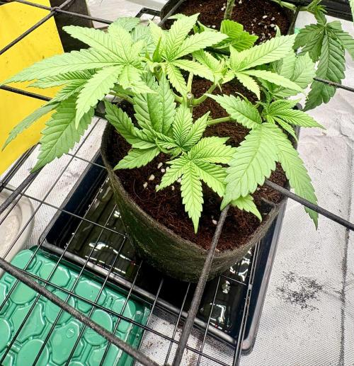 Strawberry Goji. Week 5 - #3