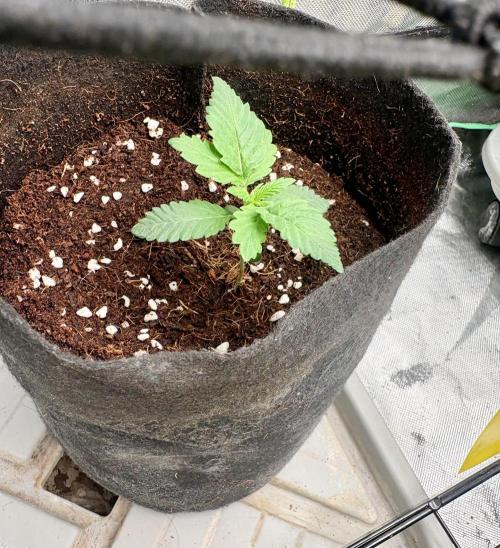 Strawberry Goji. Week 5 - #4  