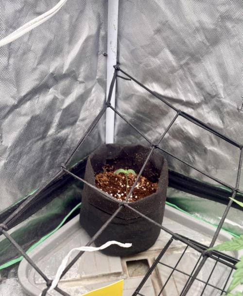 Strawberry Goji. Week 5