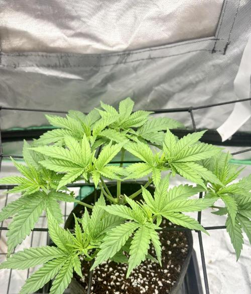 Strawberry Goji. Week 8 - Stretching them out