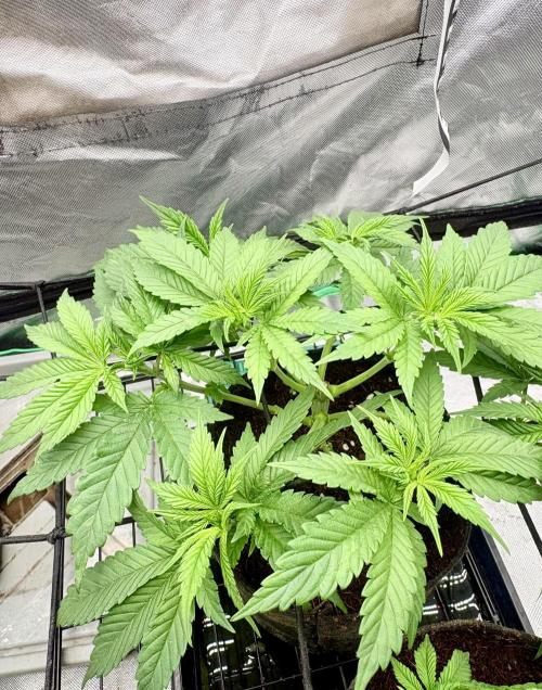 Strawberry Goji. Week 8