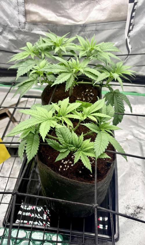Strawberry Goji. Week 8