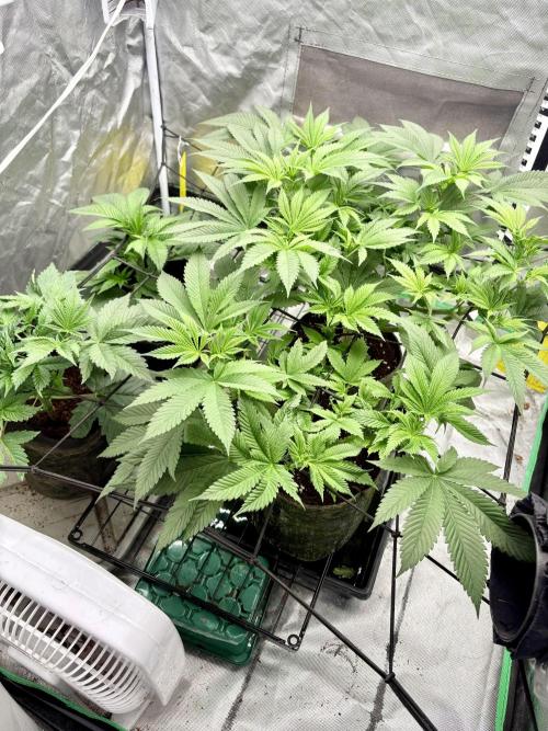 Strawberry Goji. Week 9