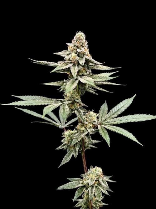 Glitter Bomb. Week 12