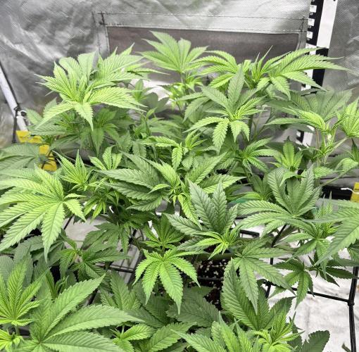Strawberry Goji. Week 10 - #2