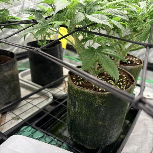 Strawberry Goji. Week 10