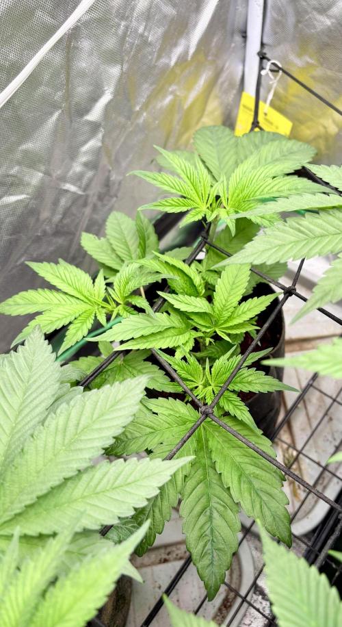 Strawberry Goji. Week 10 - #5