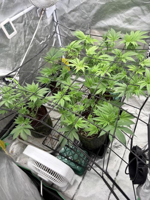 Strawberry Goji. Week 11 - The 2 bigger ones on the right side are for sure females….