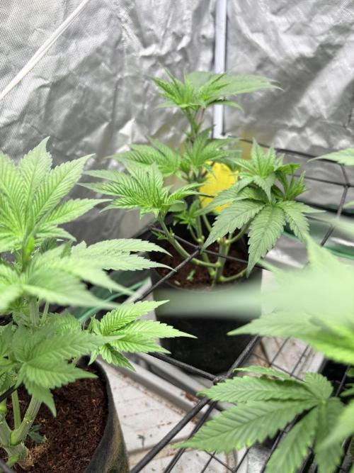 Strawberry Goji. Week 11 - This one is about 4 weeks behind the bigger ones, no sex yet